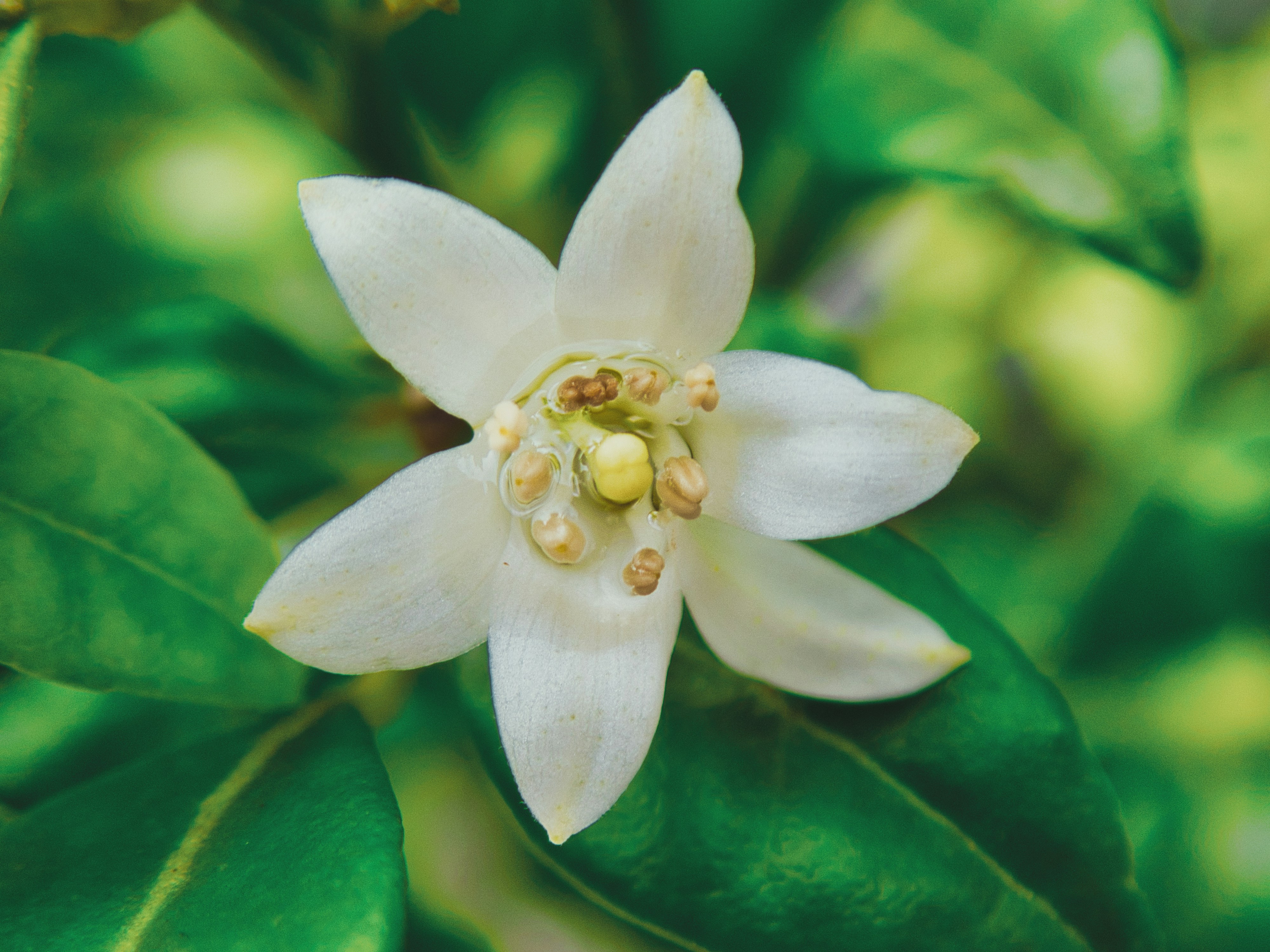 Photo by alishahlakhani