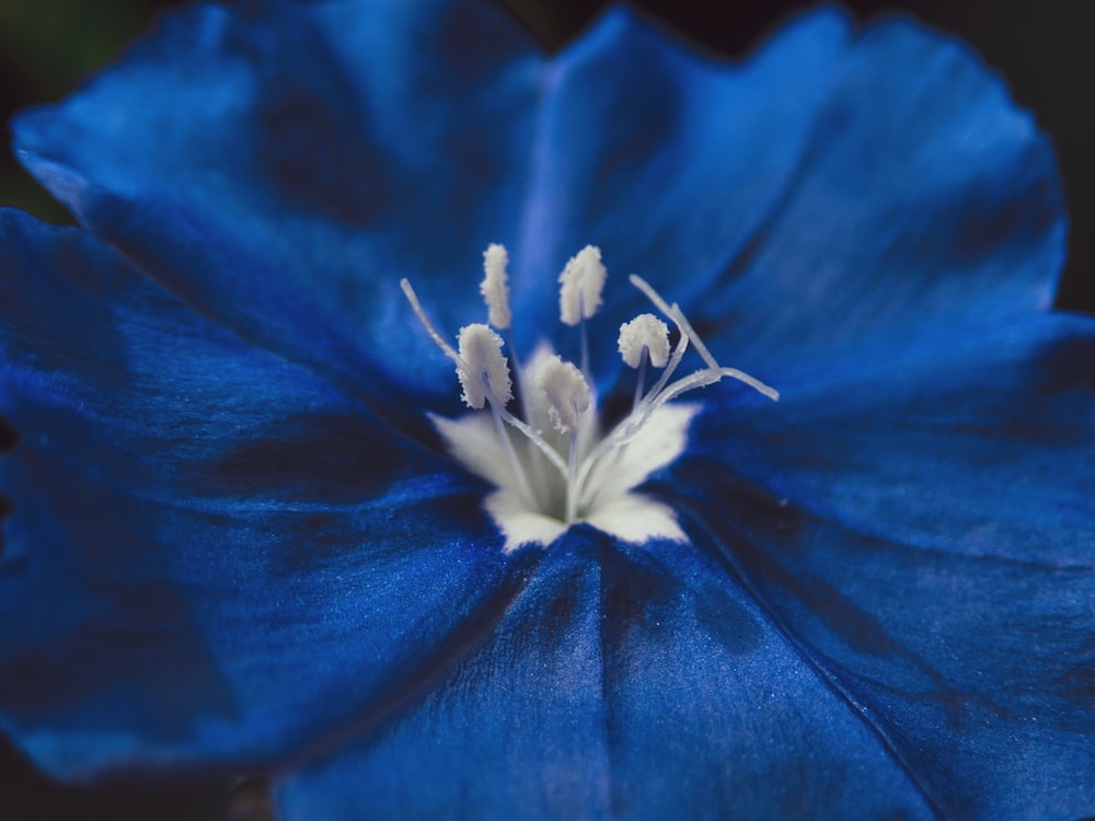flor azul e branca na foto macro