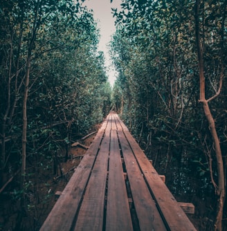 brown wooden pathway in between green trees during daytime