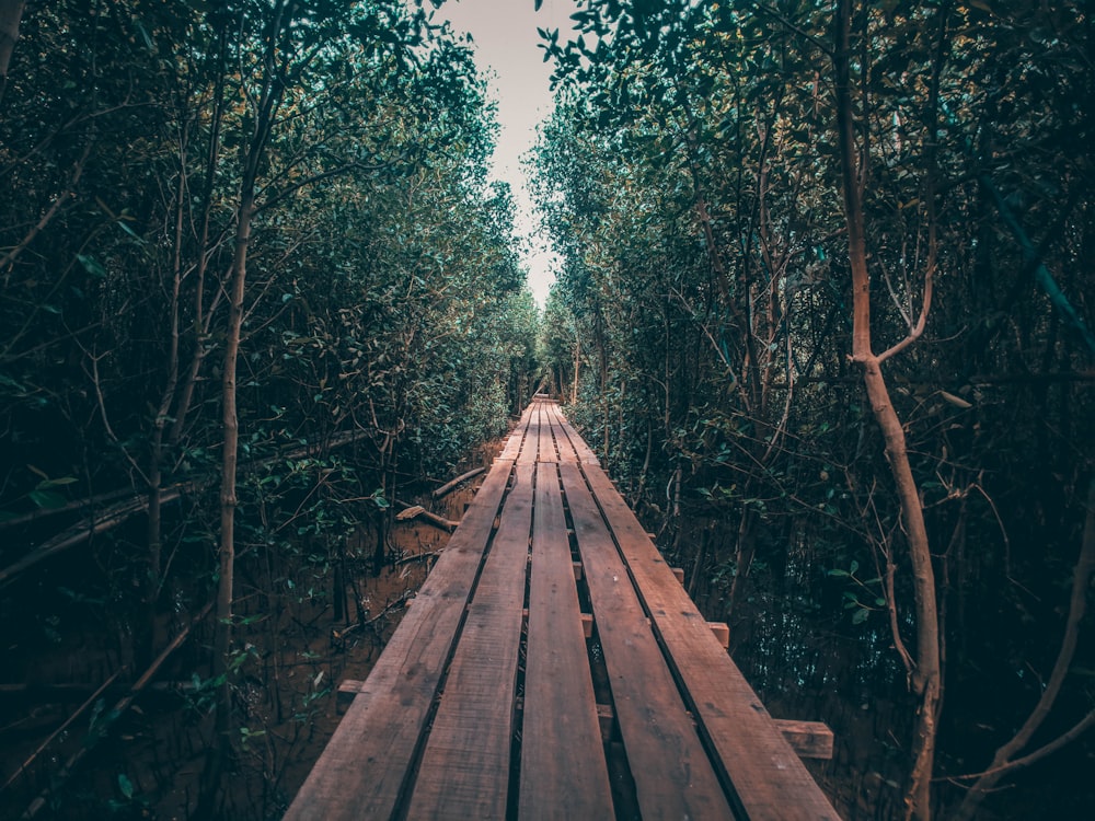 brown wooden pathway in between green trees during daytime