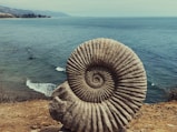white and brown sea shell on brown sand near body of water during daytime