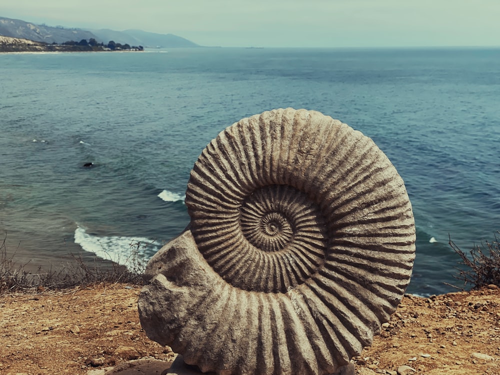 white and brown sea shell on brown sand near body of water during daytime