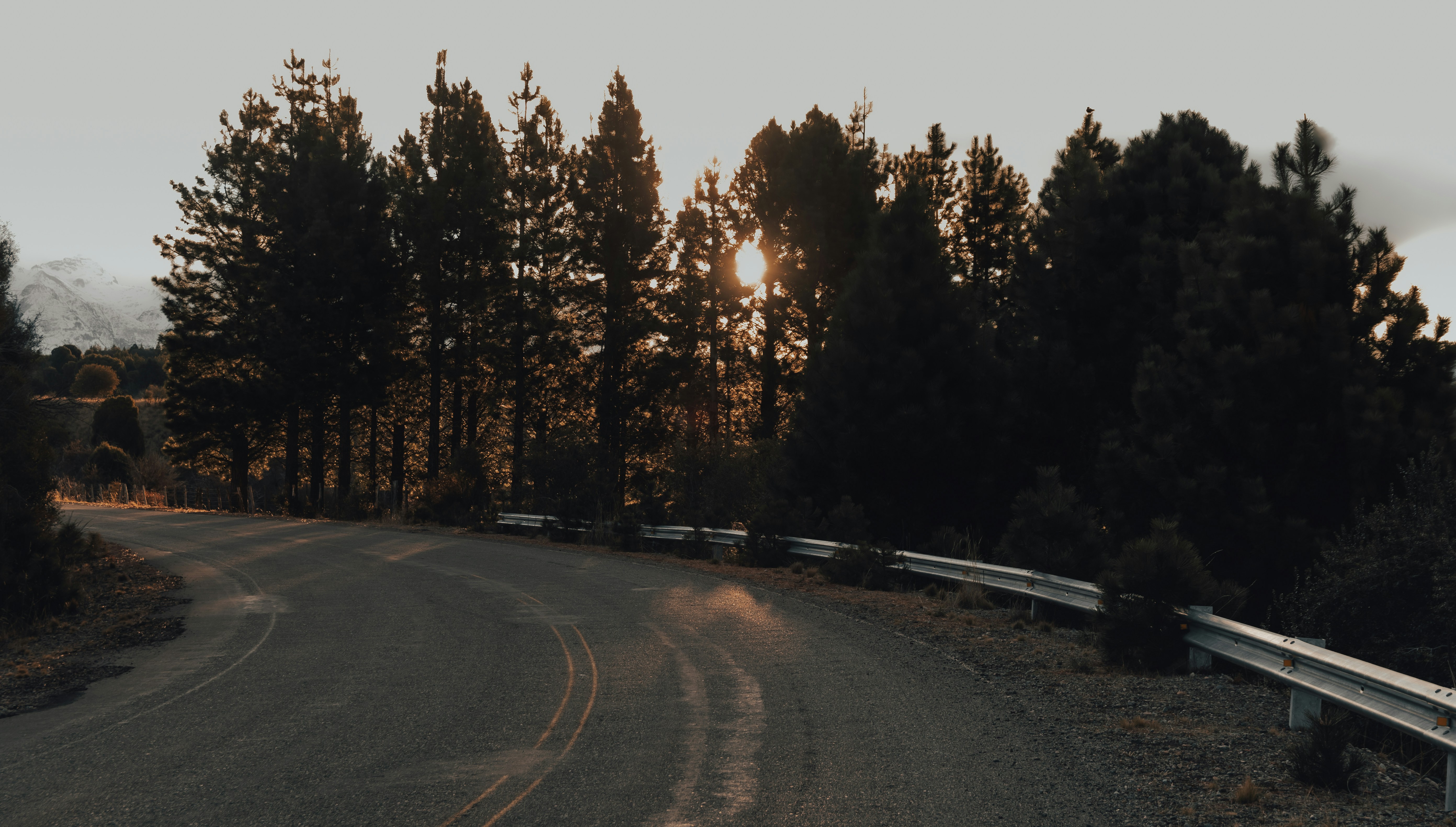 black asphalt road between green trees during daytime
