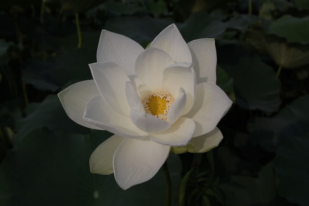 white flower in tilt shift lens