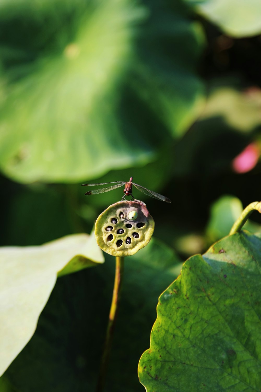 brown and black insect on green leaf