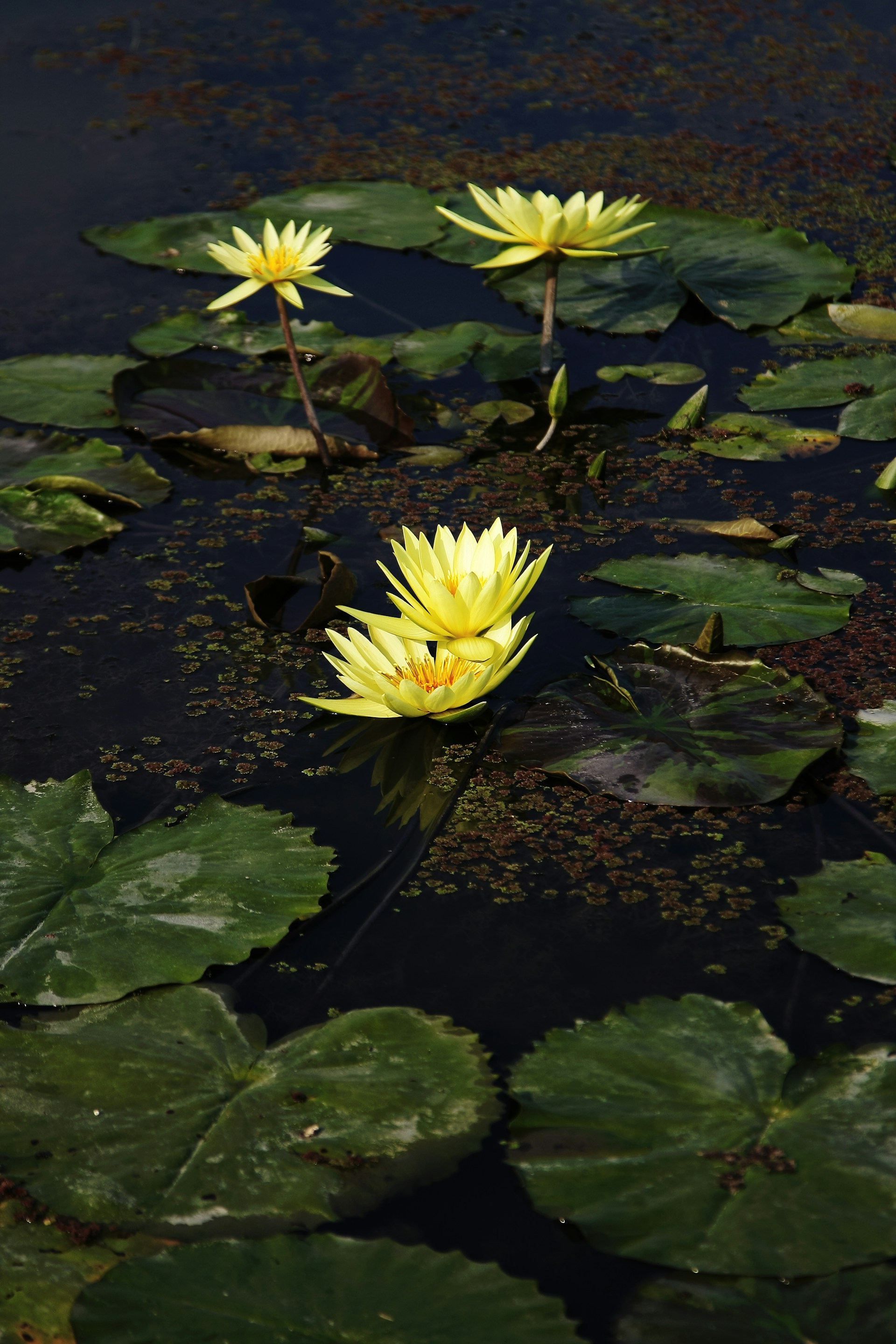 yellow flower on brown soil