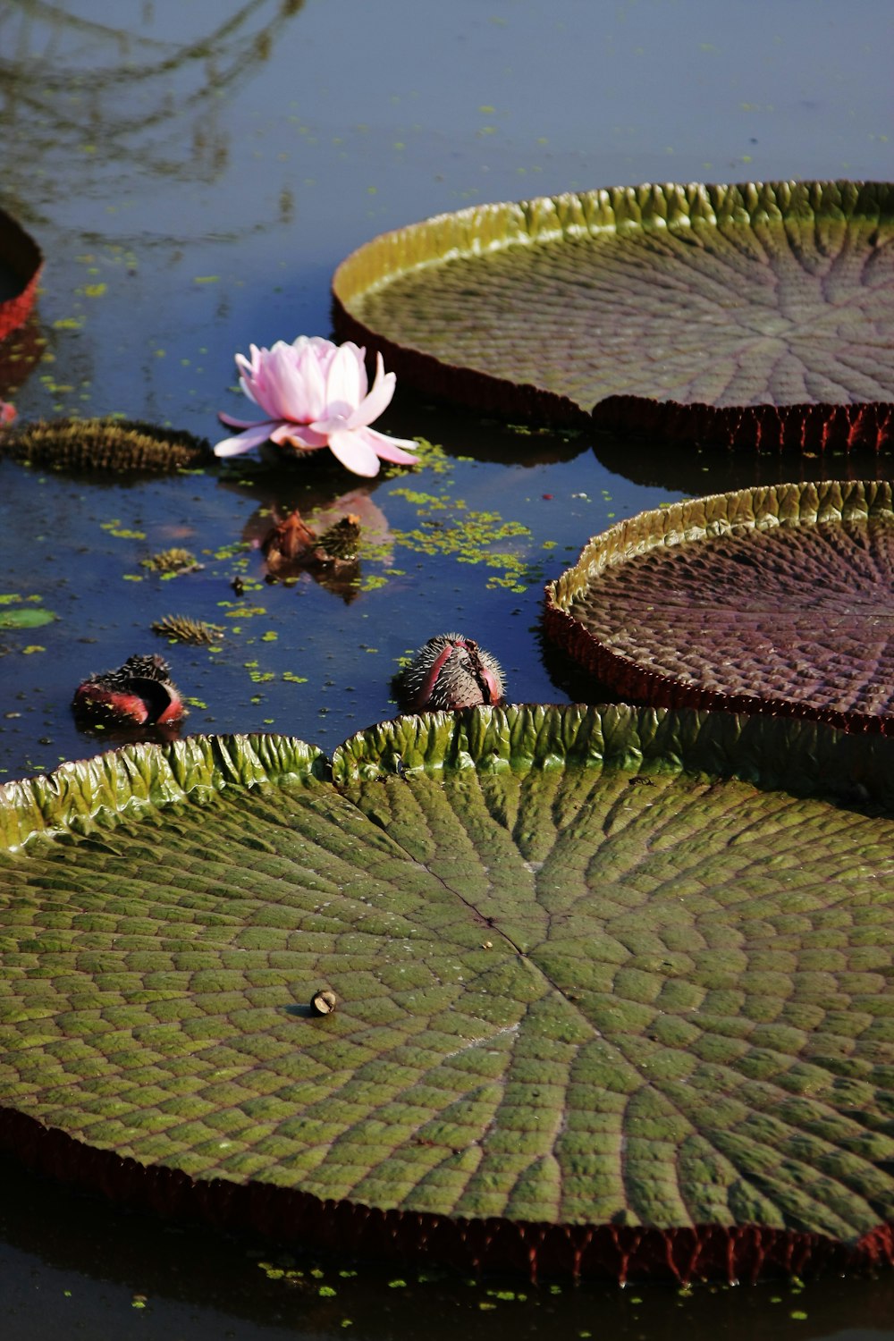 pink lotus flower on water