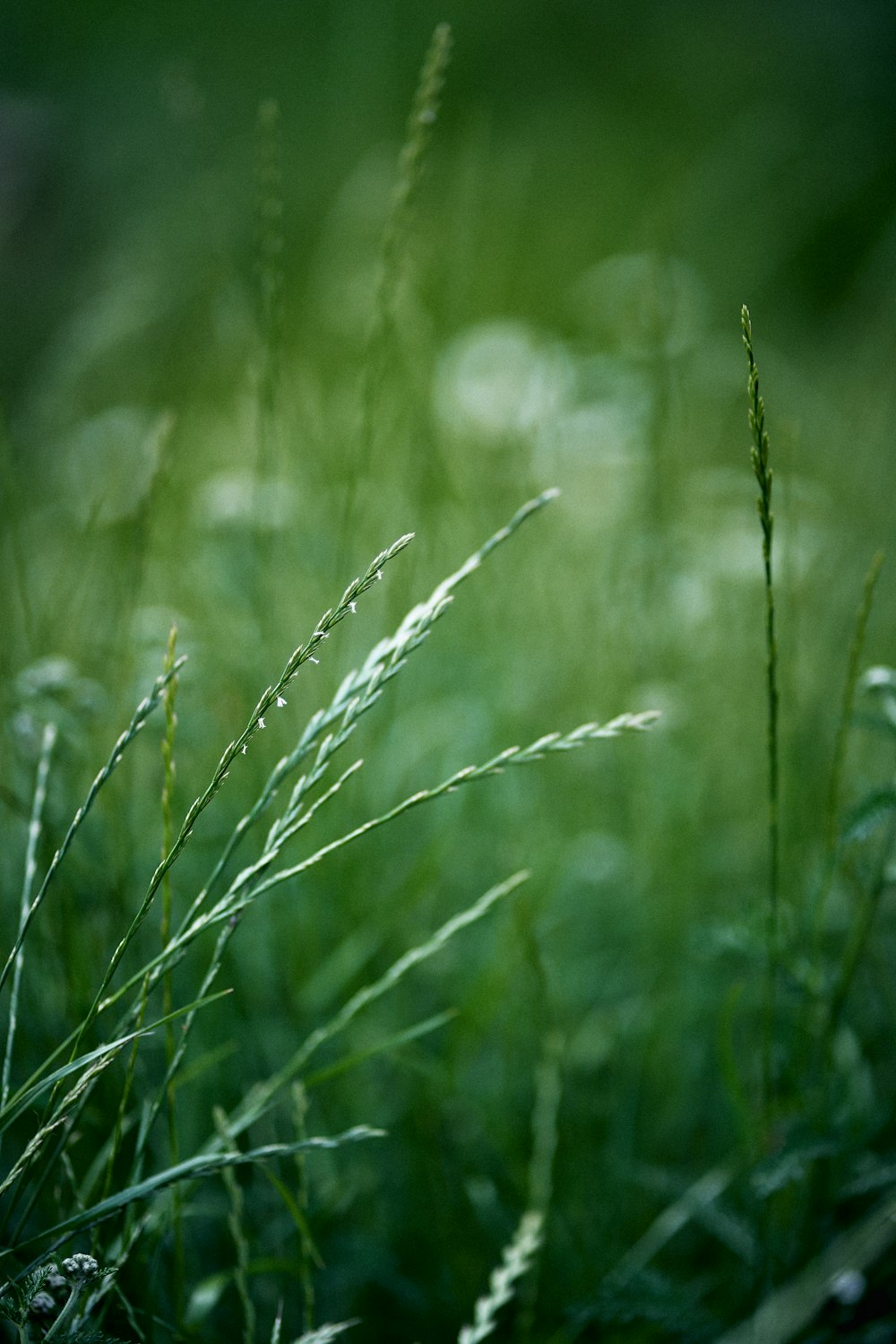 green grass in close up photography