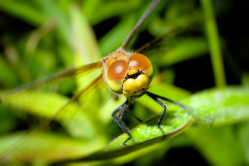 brown and yellow dragonfly on green leaf