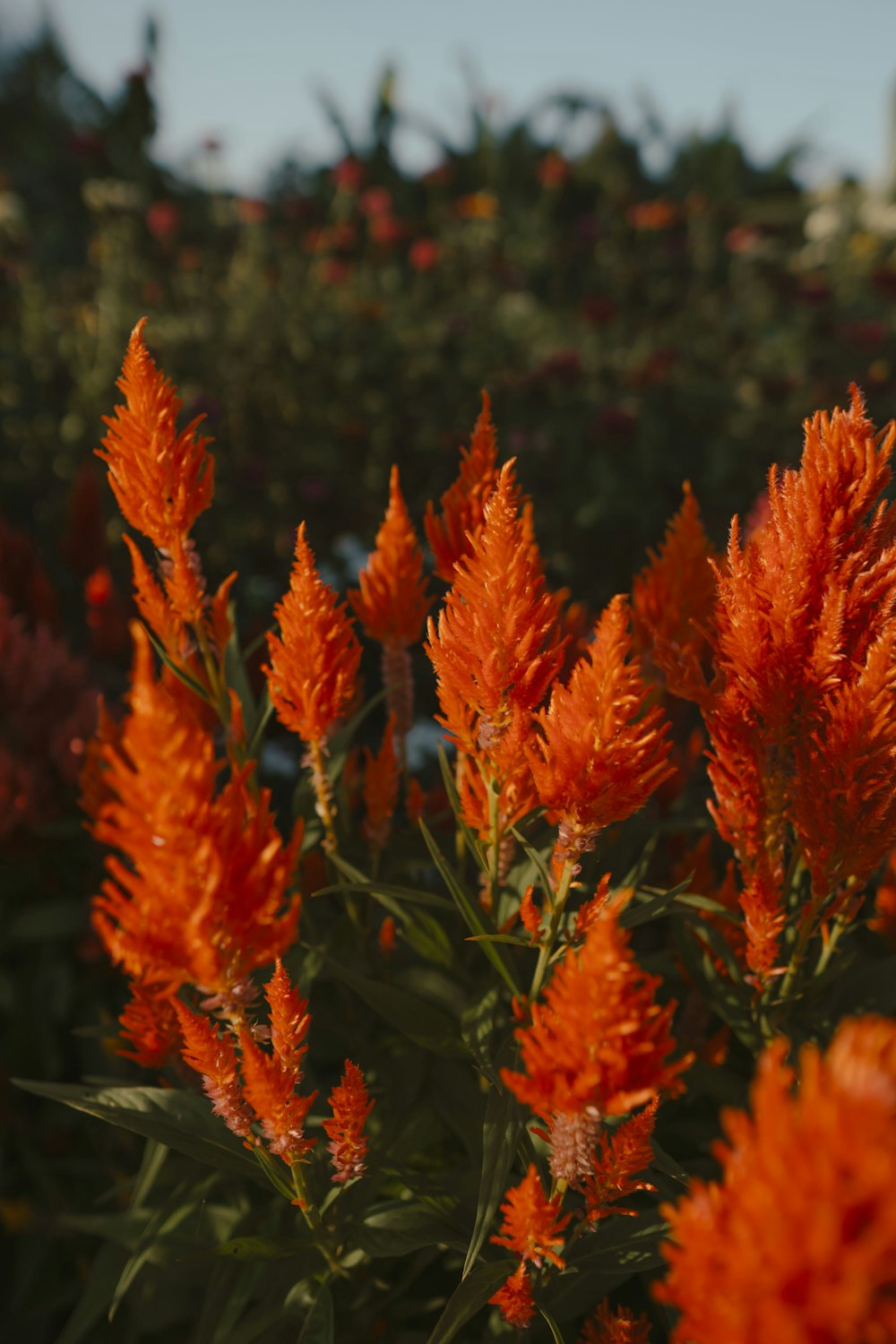 orange flowers in tilt shift lens