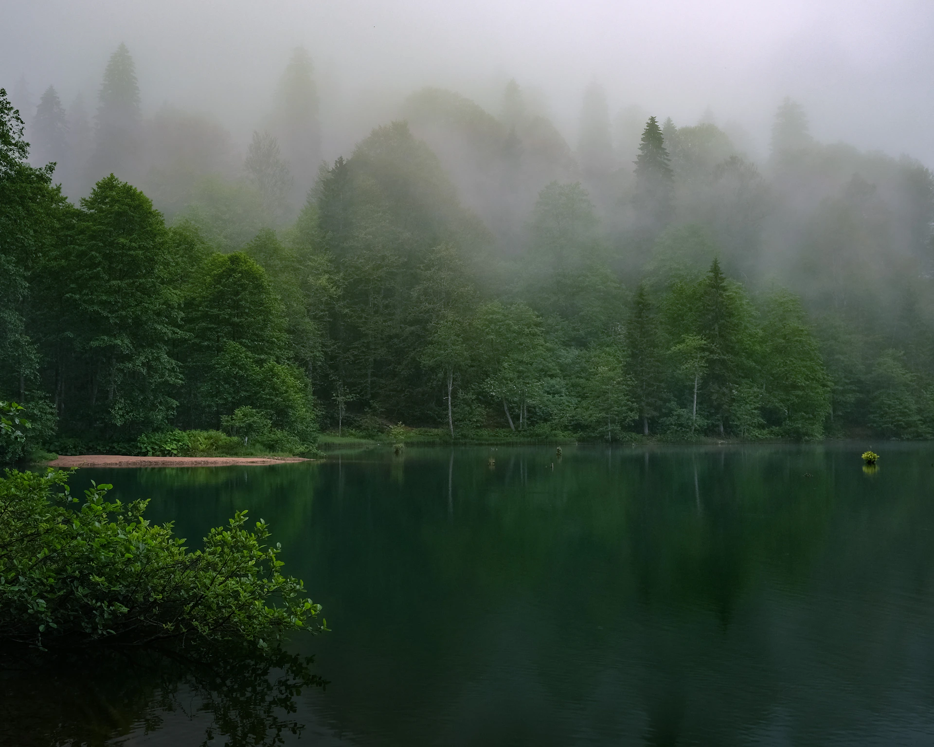 green trees beside lake during foggy weather