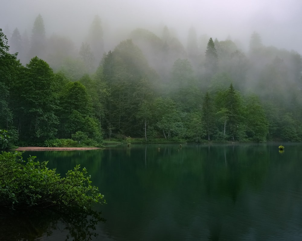 green trees beside lake during foggy weather