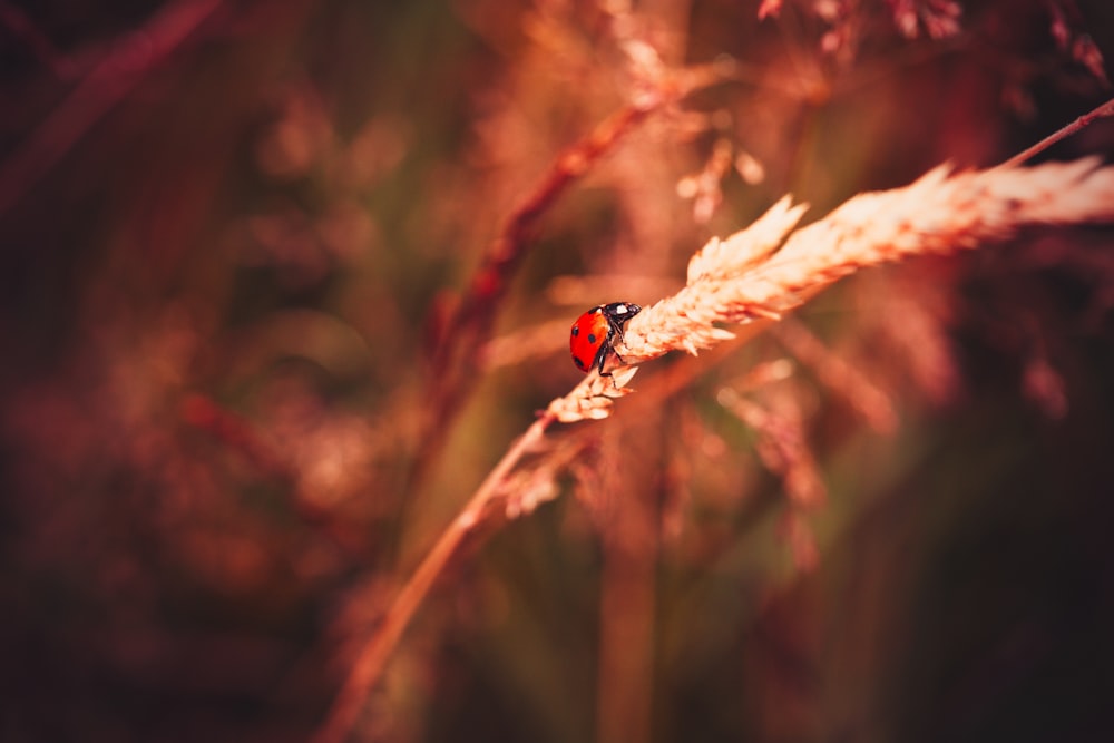 red and black ladybug on brown tree branch in tilt shift lens