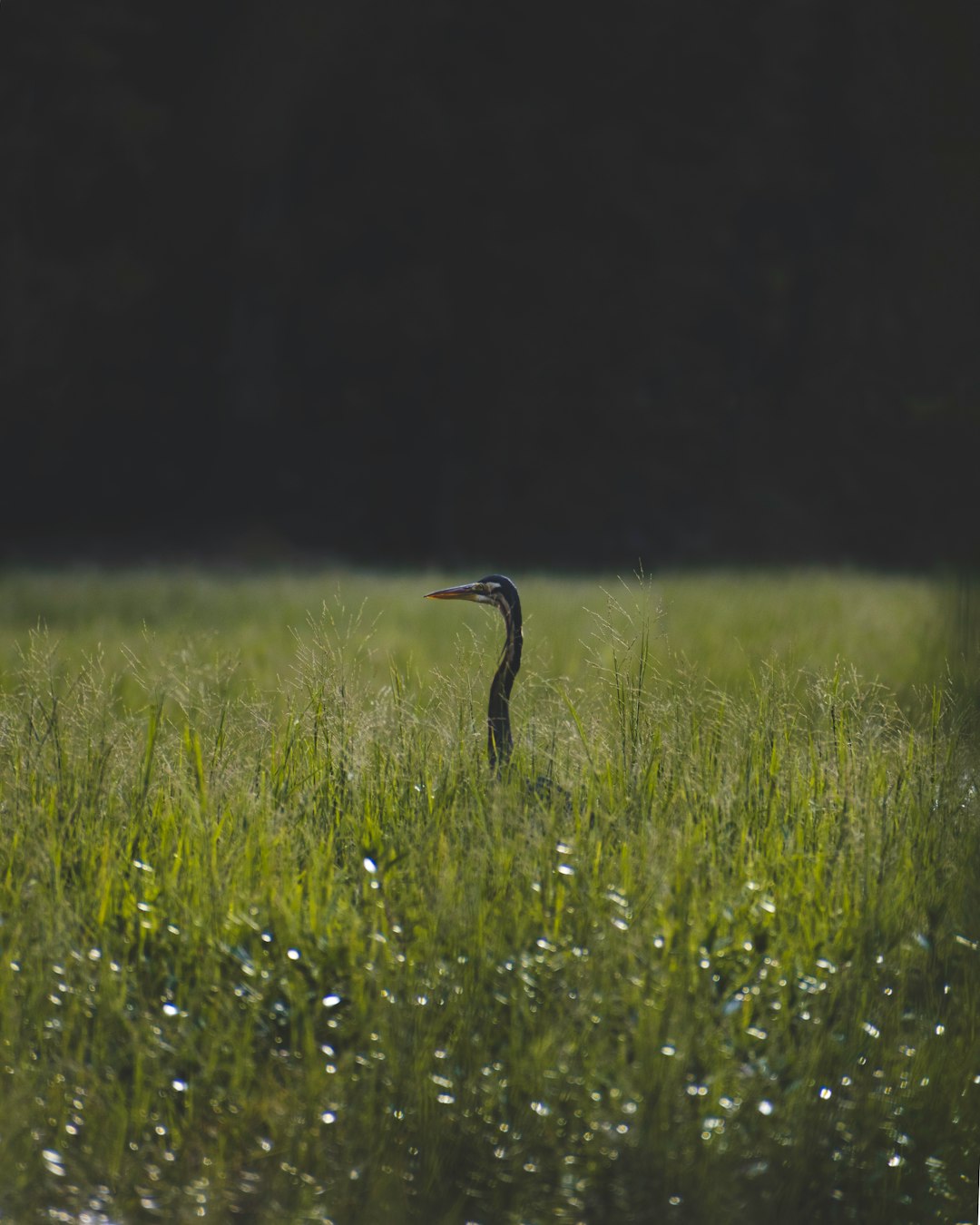 green grass field during daytime