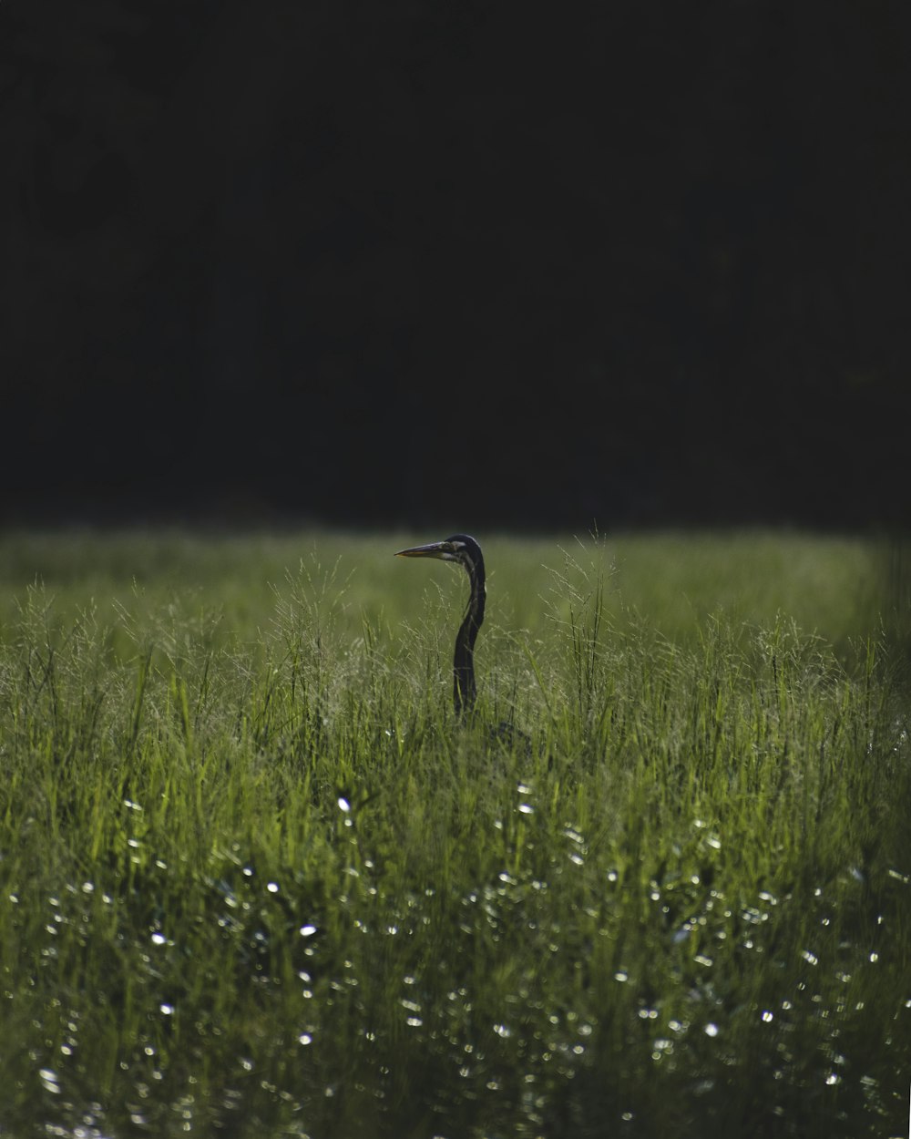 campo di erba verde durante il giorno