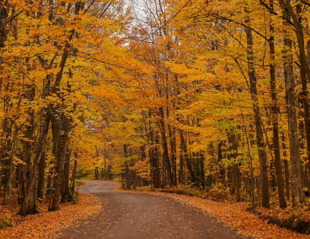 brown pathway between green and brown trees during daytime