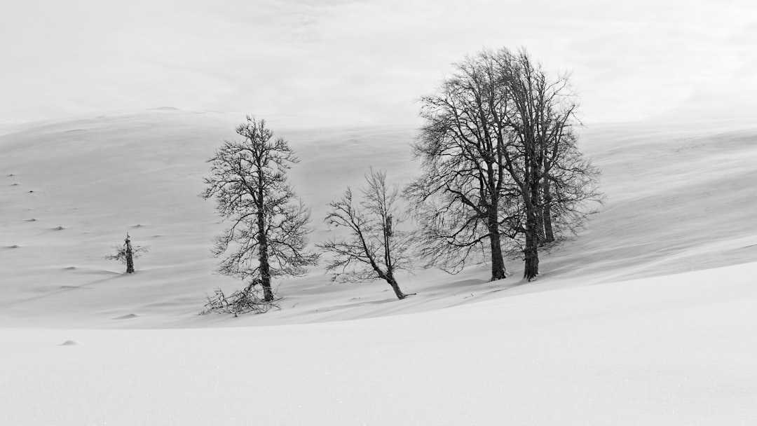 bare tree on snow covered ground during daytime