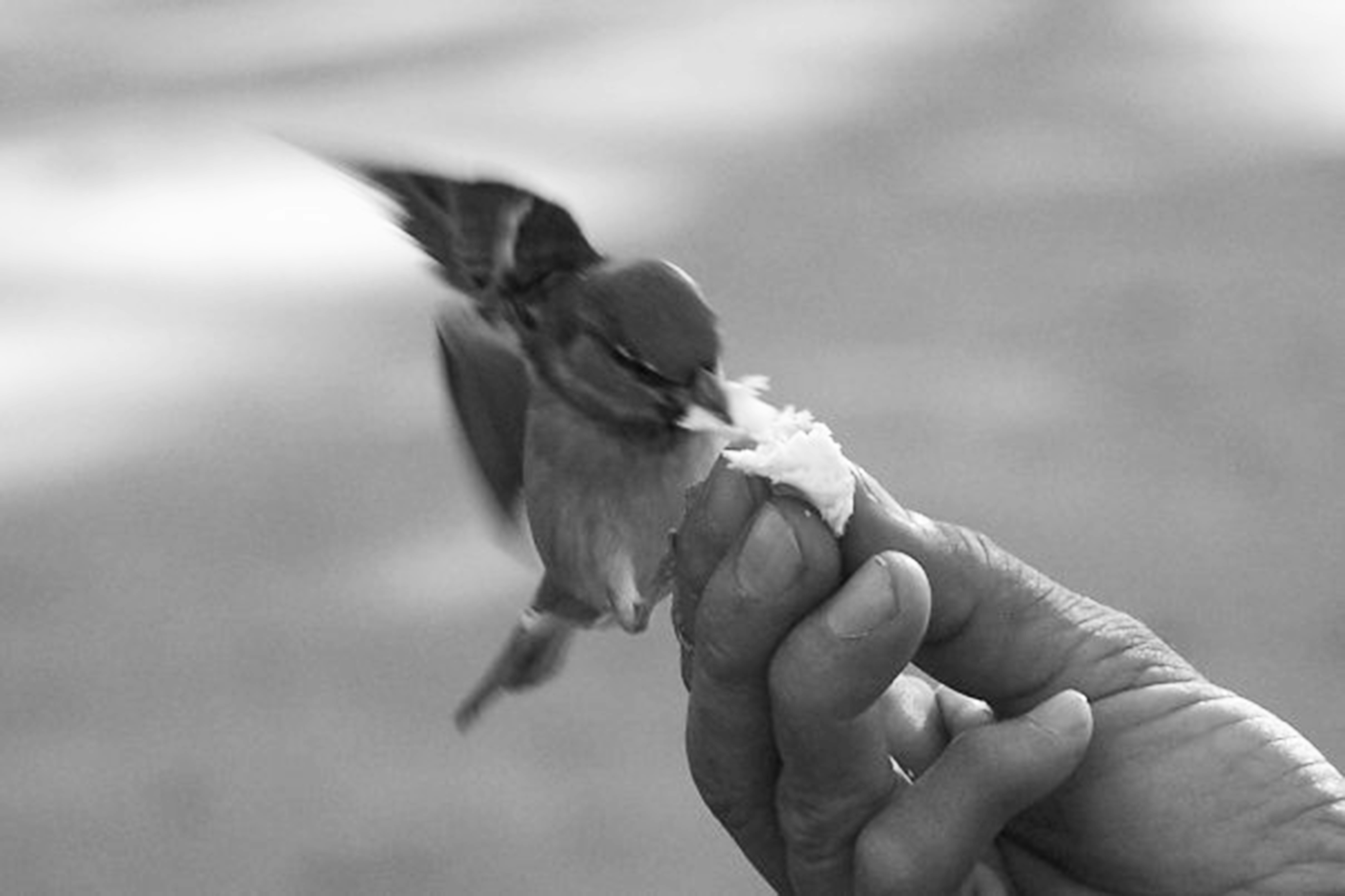 a person holding a small bird in their hand