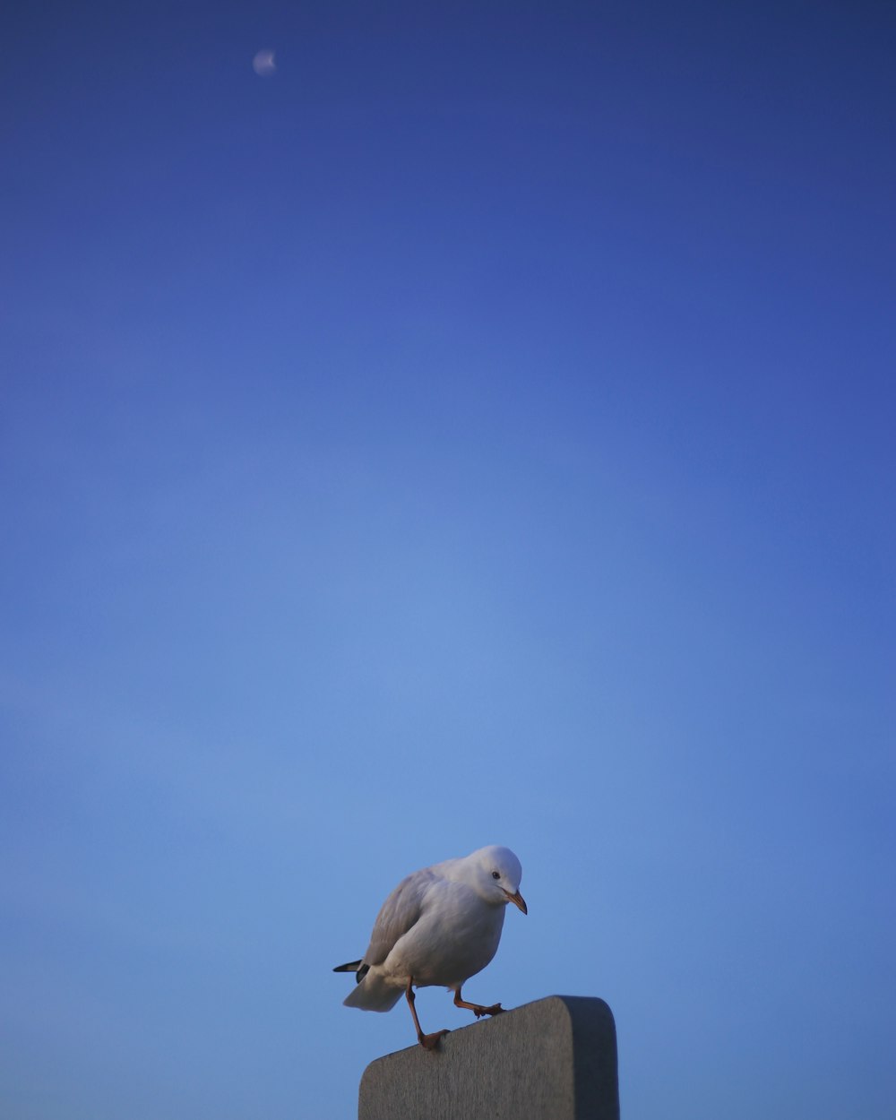 昼間の青空の下を飛ぶ白い鳥