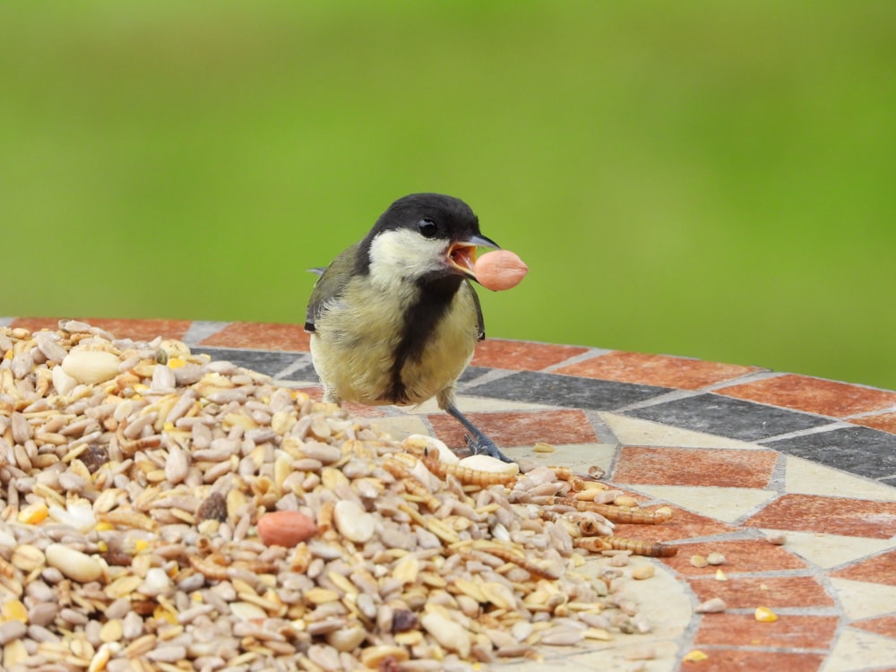 black and yellow bird on brown and white concrete floor