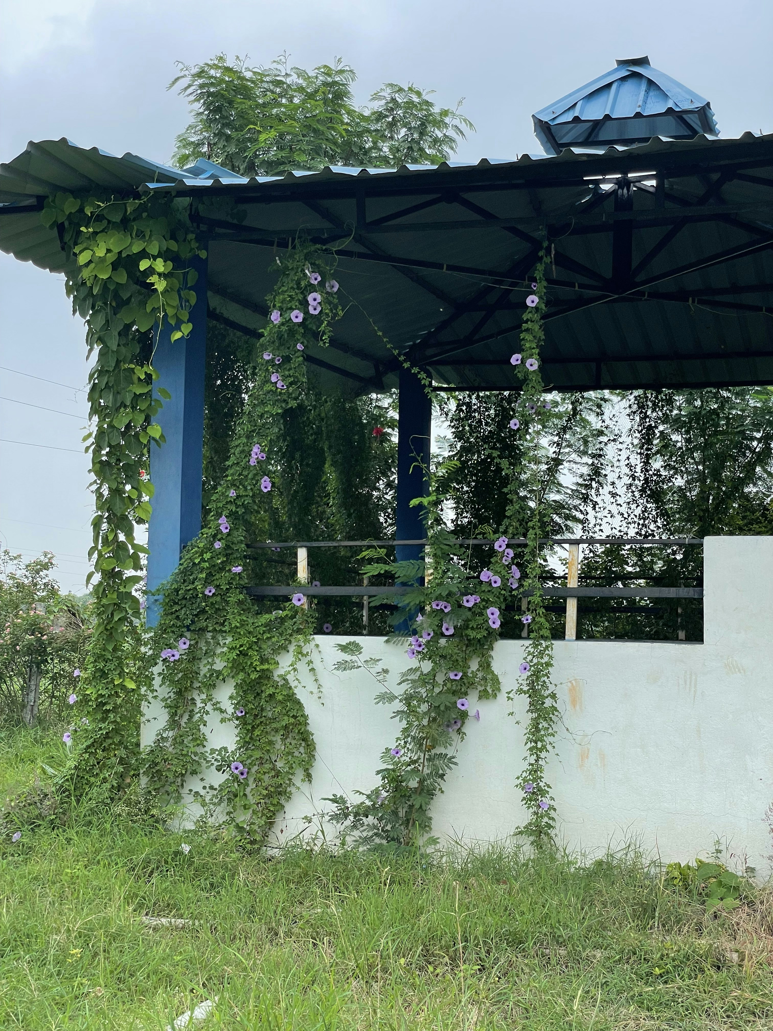 Sturdy Pop-Up Gazebo