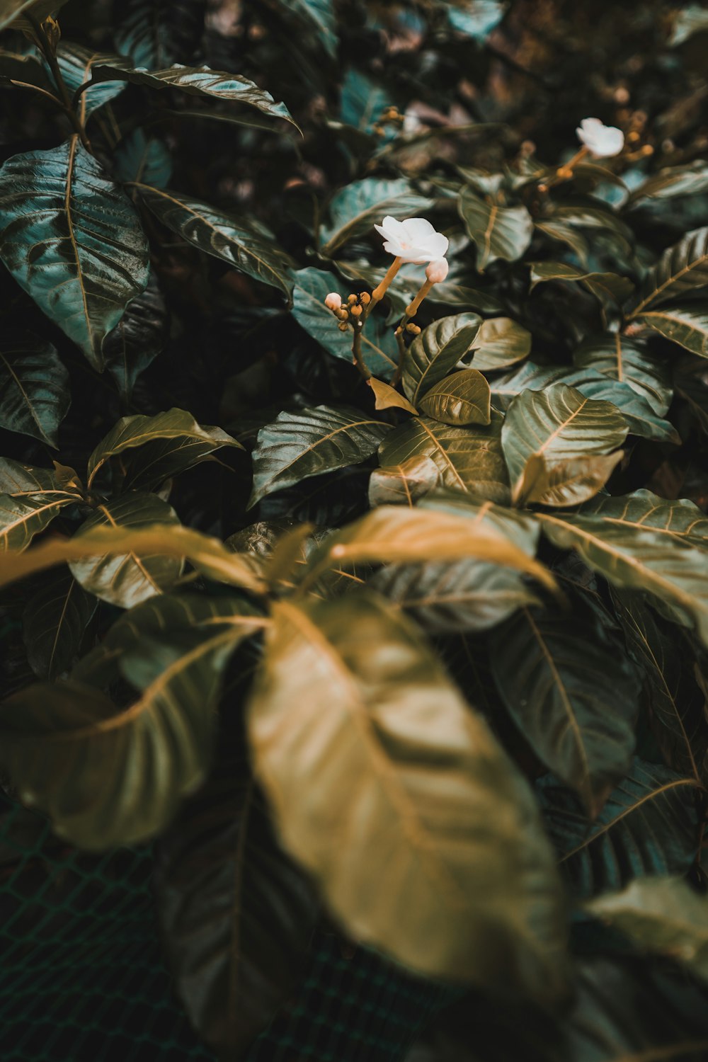 green and brown leaves in close up photography