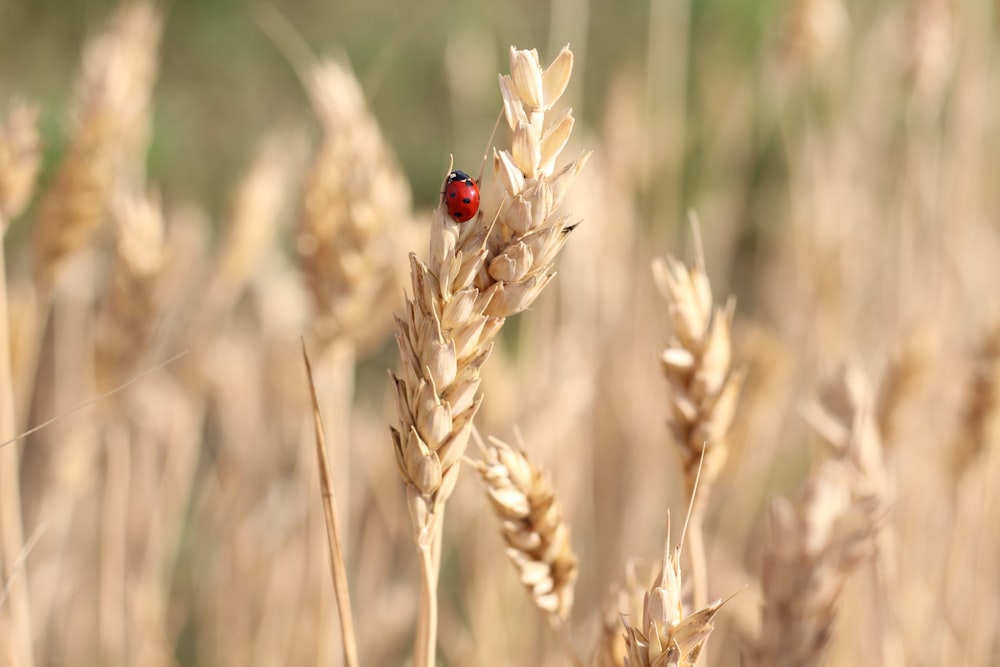 red ladybug on brown wheat field during daytime