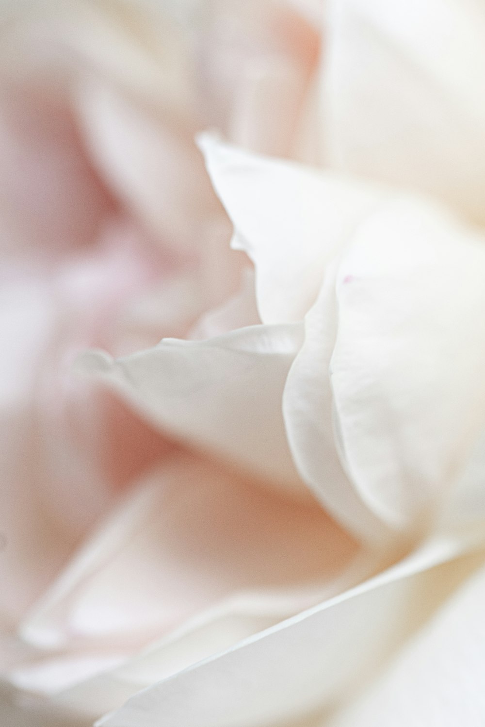 white flower in macro shot