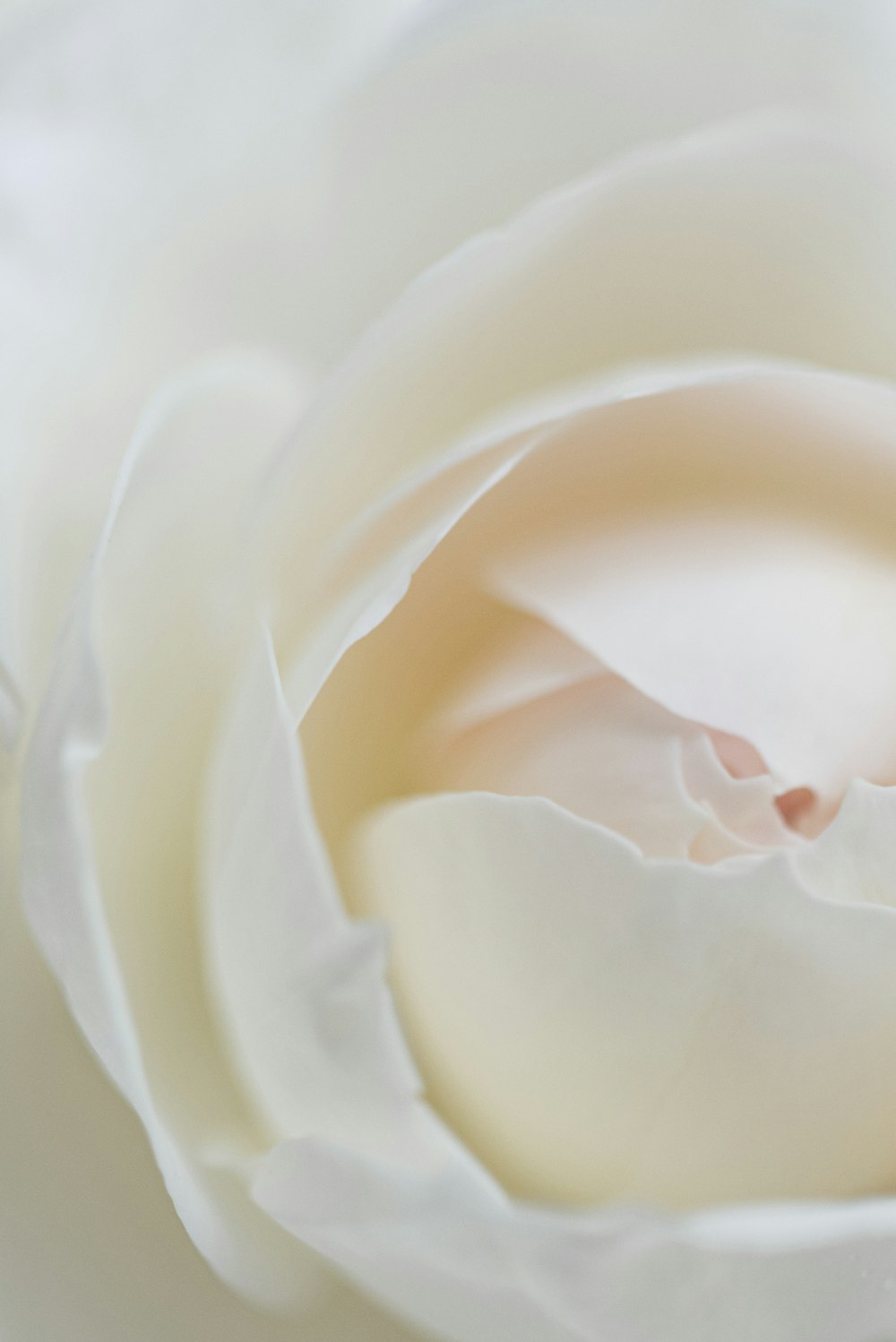 white rose in close up photography