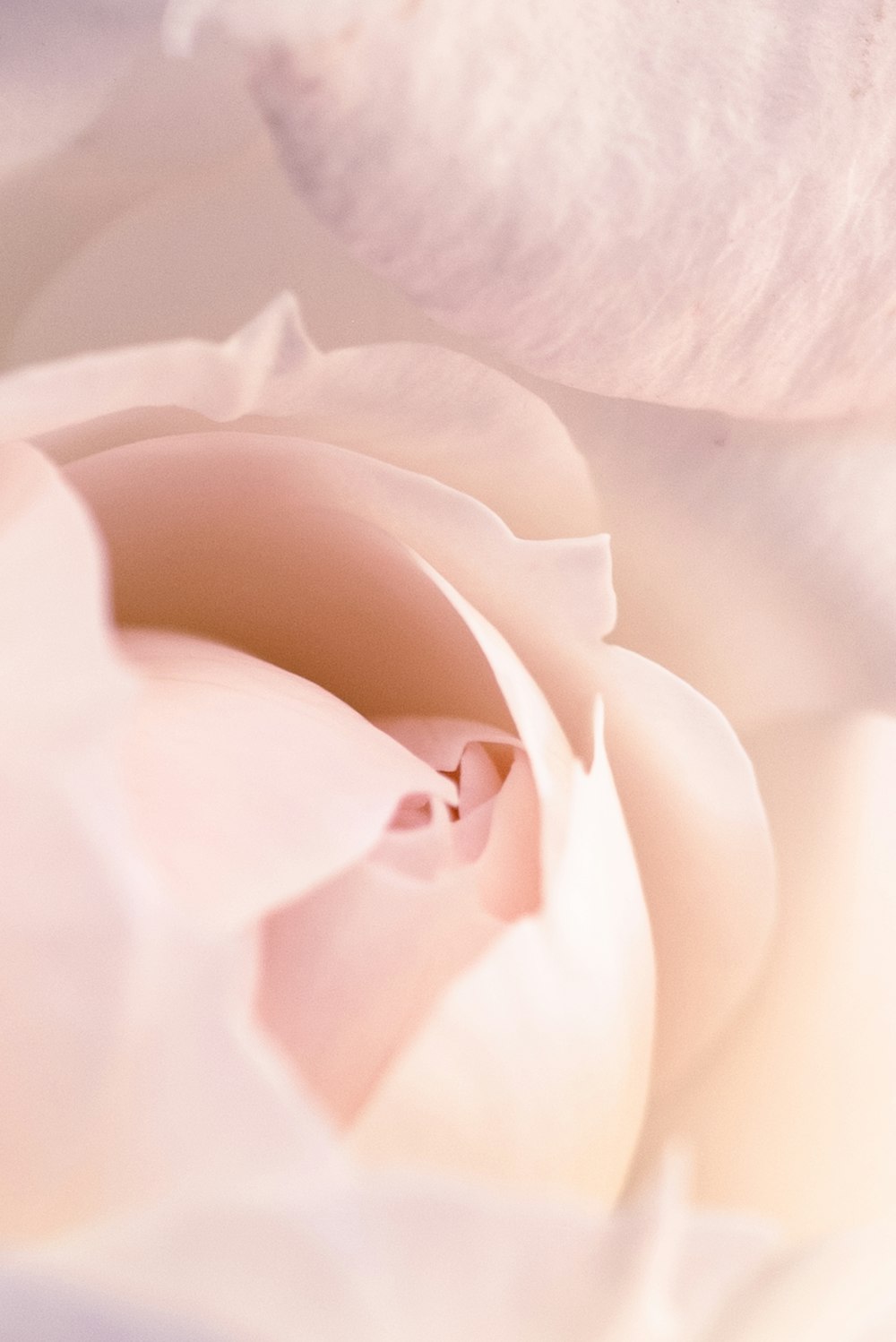 rosa bianca in fiore foto ravvicinata