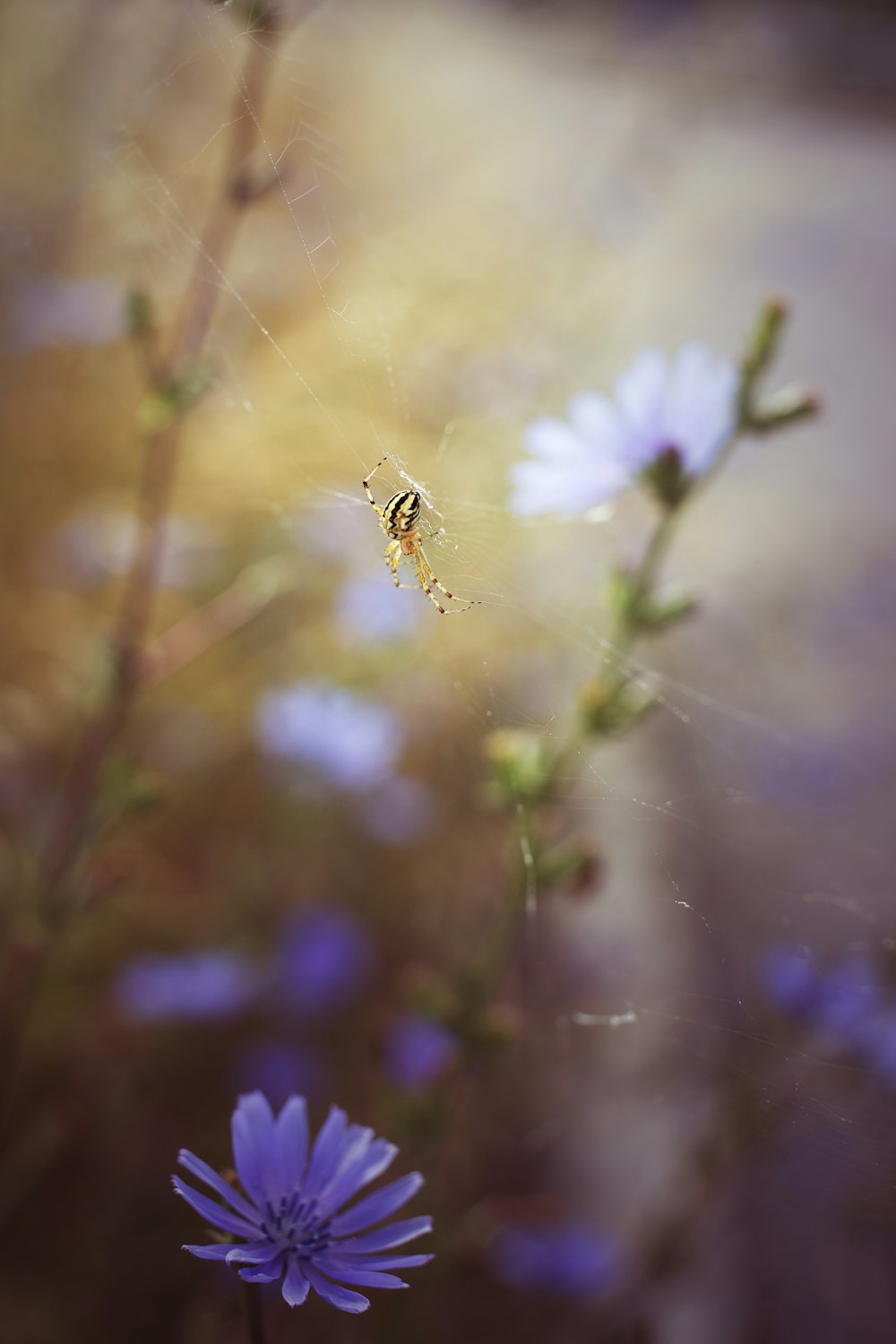 낮 동안 클로즈업 촬영에서 흰 꽃에 앉은 꿀벌