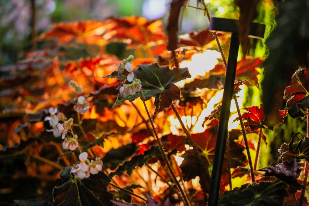 green and brown maple leaves