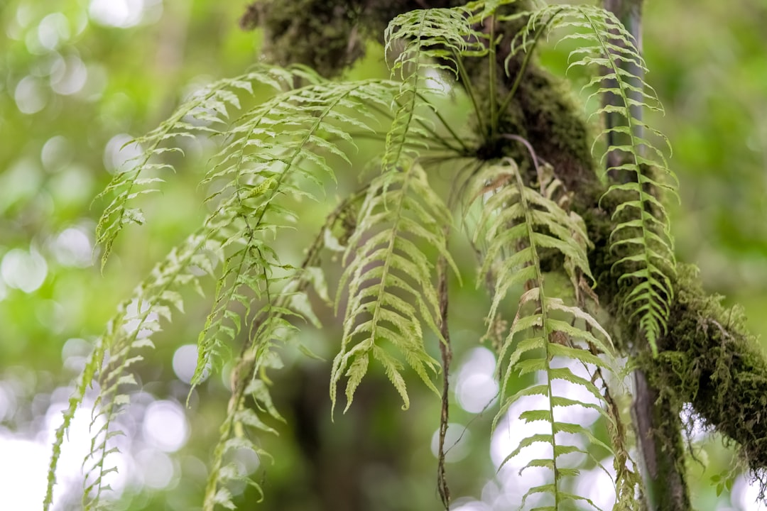 green leaves in tilt shift lens