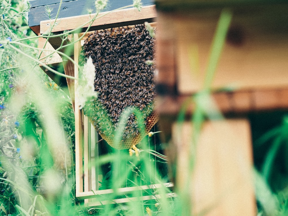 abeja marrón y negra sobre marco de madera marrón