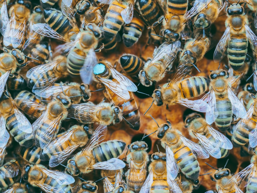 abeja marrón y negra sobre superficie de madera marrón