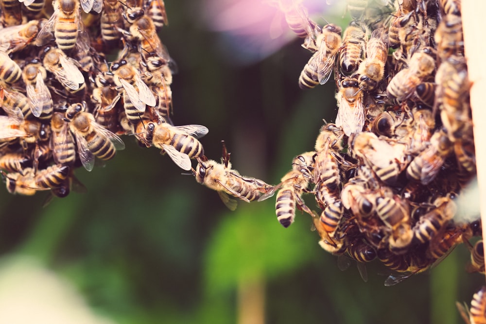 abeja marrón y negra en flor marrón