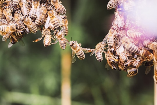 Close-up of a bee swarm safely relocated by an expert in a natural setting.