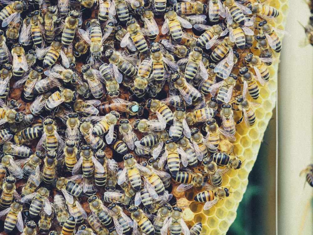 ape gialla e nera su fiore bianco