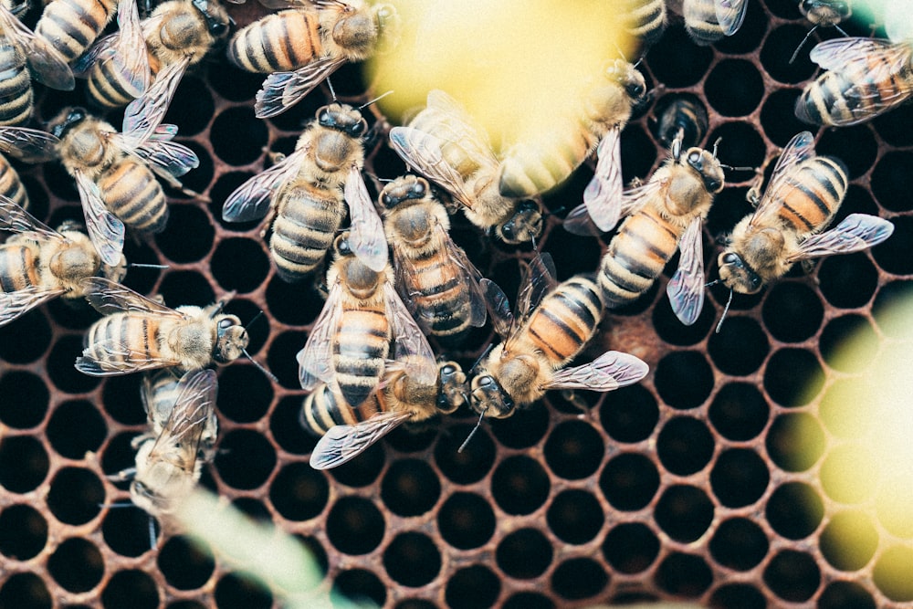 abeja amarilla y negra en la valla metálica amarilla durante el día