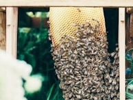 A dense cluster of bees surrounds a partially built honeycomb nestled within a wooden frame. The honeycomb is a vibrant golden-yellow color, contrasting with the dark stripes of the bees and the green background foliage.