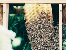 A dense cluster of bees surrounds a partially built honeycomb nestled within a wooden frame. The honeycomb is a vibrant golden-yellow color, contrasting with the dark stripes of the bees and the green background foliage.