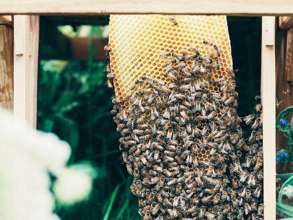 abeja marrón y negra sobre abeja amarilla y negra