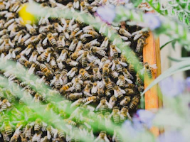 A vibrant 5-frame nuc box filled with busy bees in a sunny spring apiary.