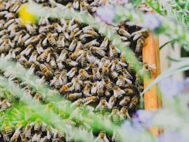 A dense cluster of bees covers a wooden hive frame, surrounded by soft-focus green foliage and hints of purple flowers.