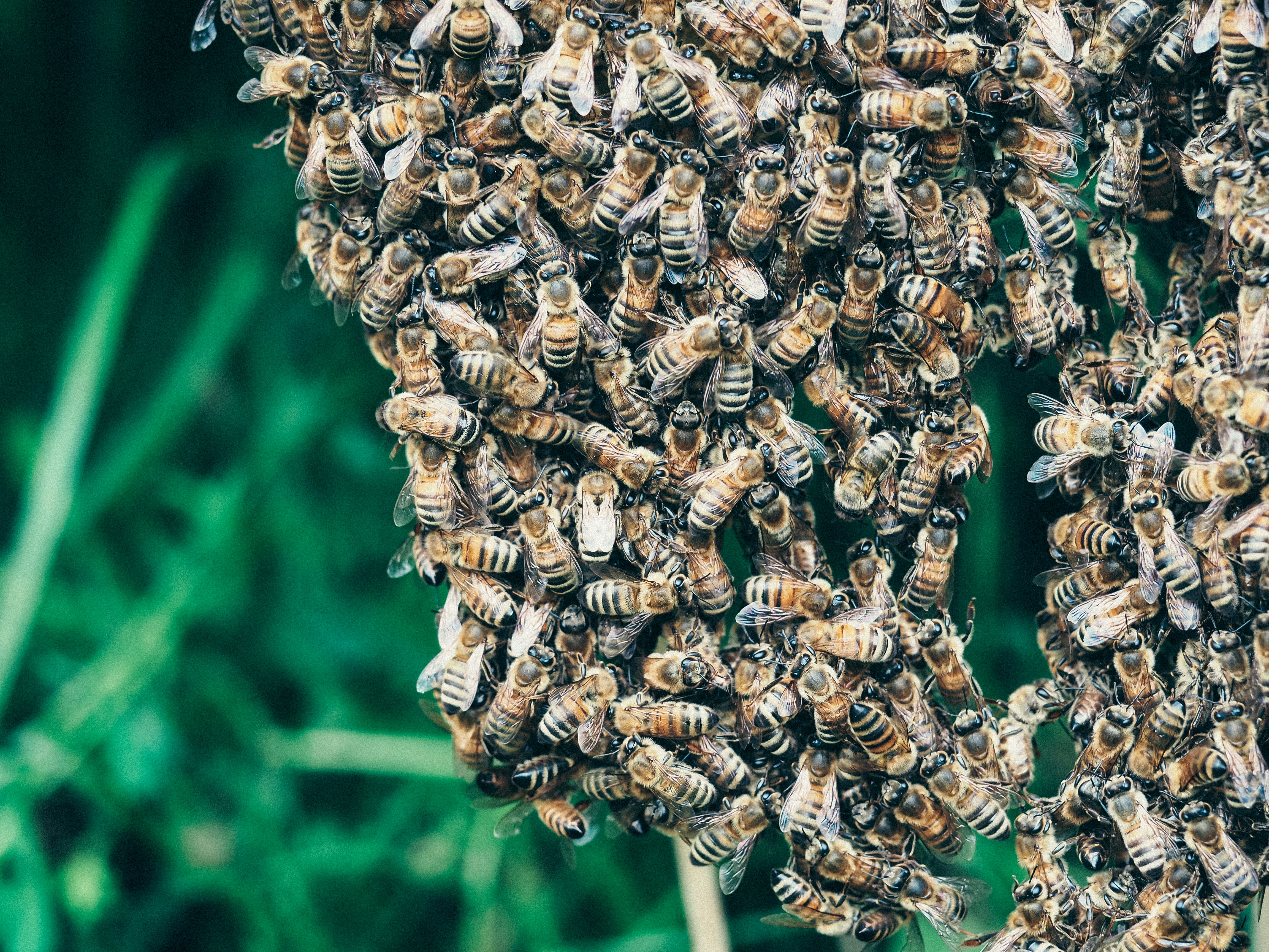 brown and black bee on brown plant stem during daytime
