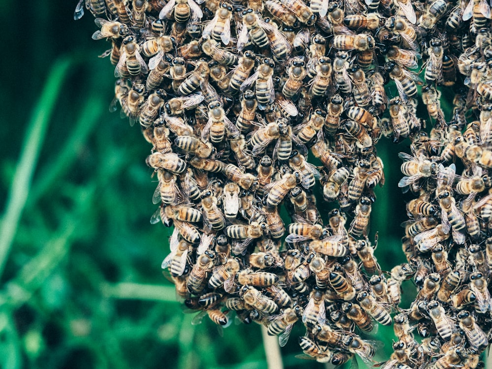 Abeja marrón y negra en el tallo de la planta marrón durante el día