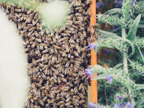 A swarm of bees densely clustered on a honeycomb frame. Surrounding the frame are green plants with purple flowers, creating a natural setting.