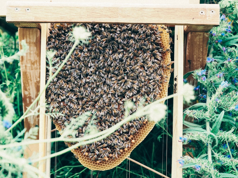 grains de café bruns sur cadre en bois brun