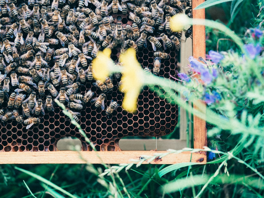 black and yellow bee on yellow wooden frame