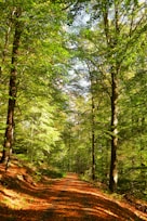 green trees on forest during daytime